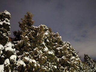 Snow-covered trees under a dark night sky. Winter forest landscape with frosty branches and seasonal cold atmosphere.