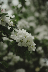White apple blossom flowers on tree branch with soft bokeh background