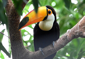 Obraz premium a beautiful toucan with a large orange beak