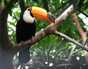 Fototapeta premium a beautiful toucan with a huge orange beak
