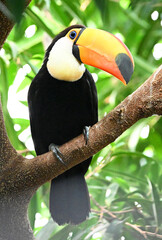 Obraz premium a beautiful toucan with a large orange beak