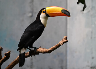 Fototapeta premium a beautiful toucan with a huge orange beak