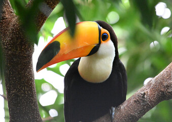 a beautiful toucan with a huge orange beak