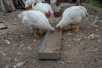 Three chickens feeding on a farm with loose feathers and wire feeder