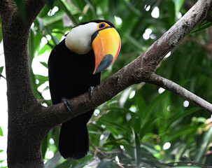 Obraz premium a beautiful toucan with a large orange beak