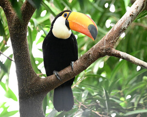 Obraz premium a beautiful toucan with a large orange beak