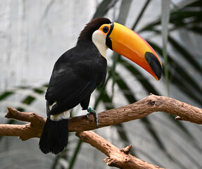 Obraz premium a beautiful toucan with a huge orange beak