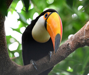Obraz premium a beautiful toucan with a huge orange beak