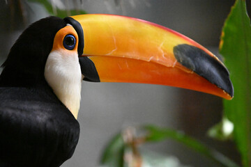 Obraz premium a beautiful toucan with a huge orange beak