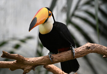 Obraz premium a beautiful toucan with a huge orange beak