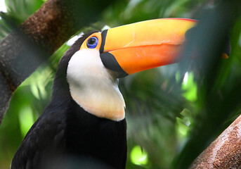 Obraz premium a beautiful toucan with a large orange beak