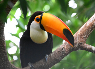 Obraz premium a beautiful toucan with a large orange beak