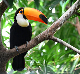 Obraz premium a beautiful toucan with a large orange beak