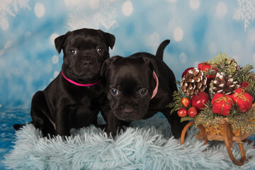 American Staffordshire Bull Terrier dogs puppies on blue background