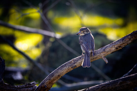 Butcher bird hunting and waiting on a branch for its prey. The adult animal is focused and calm. 