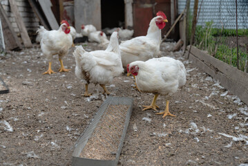 White chickens in outdoor coop feeding on grain in rural farm setting