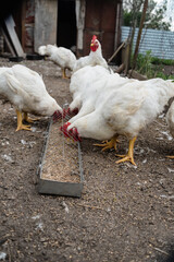 Group of chickens feeding outdoors in rural farm setting