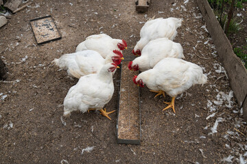 White chickens feeding from a trough in a farmyard setting