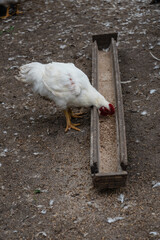 White chicken feeding from wooden trough on farmyard ground