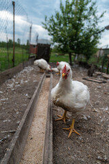 White chickens in outdoor enclosure with feeder and fenced background