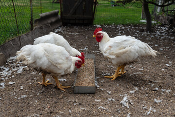 White chickens in a rural coop eating feed outdoors