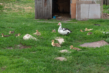 Mother duck with ducklings grazing on green farm grass