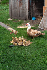 Muscovy duck with ducklings on grass in rustic farmyard setting