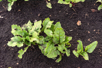 Fresh beet plants growing in dark soil in a garden