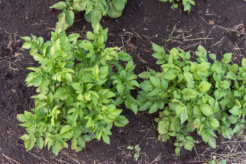 Healthy green potato plants growing in dark soil in a garden