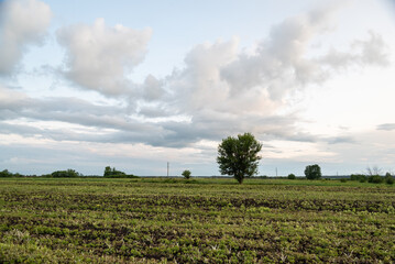 Peaceful landscape with lone tree in expansive field under cloudy sky
