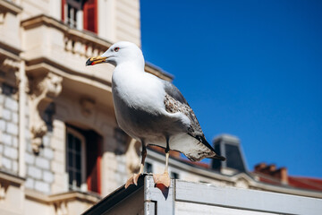 Seagull perched on a metal structure near Liberation market under a clear blue sky