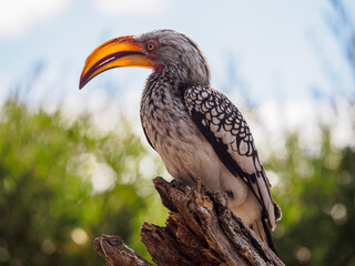 Southern Yellow-billed Hornbill Portrait © Pavel