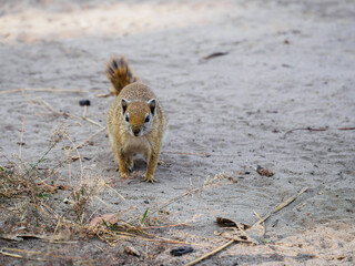 Fototapeta premium Cape Ground Squirrel on Kalahari Sand