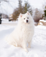 Obraz premium Fluffy white dog sitting