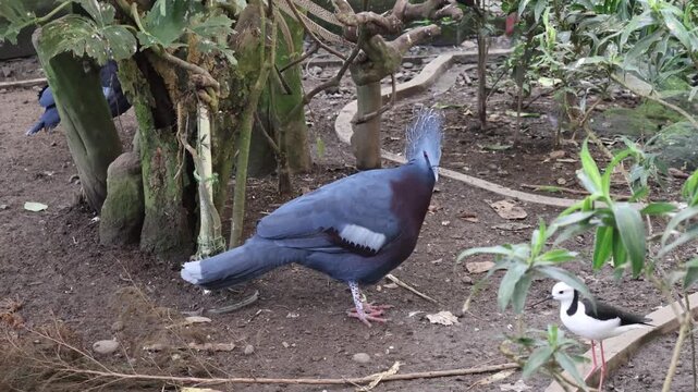 Victoria Mabruk birds perched on ground