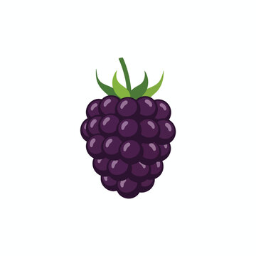 Fresh Blackberry Fruit Illustration