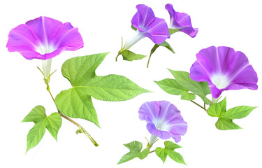 あさがおの花の切抜き