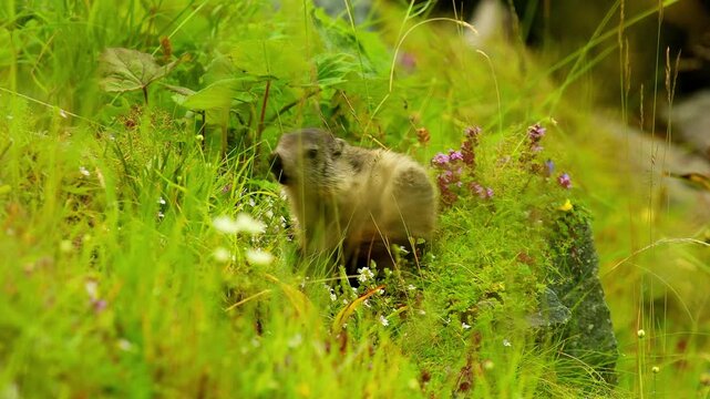 wild mountain marmot in the mountain nature 4k 25fps video