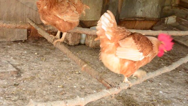 Fowl About To Fly Off Perch