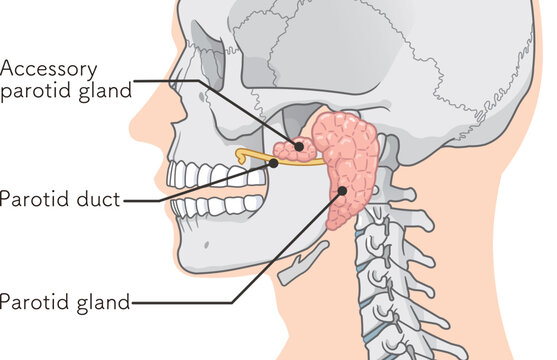 耳下腺のイラストparotid gland illustration