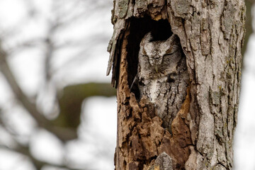 Owl in the tree