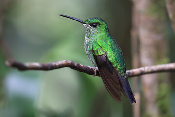 Coppery-headed emerald Hummingbird female perched on a branch in the forest, Costa Rica