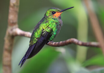 Green Crowned Brilliant Hummingbird female perched on a branch in the forest, Costa Rica