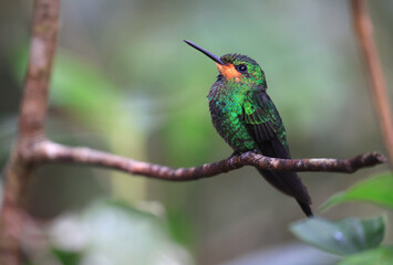 Green Crowned Brilliant Hummingbird female perched on a branch in the forest, Costa Rica