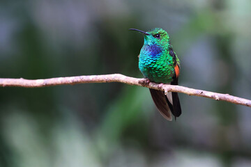 Stripe-tailed Hummingbird perched on a branch in the forest, Costa Rica