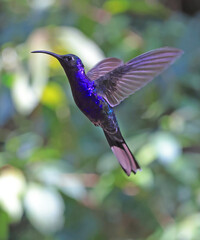 Violet Sabrewing Hummingbird flying in the forest, Costa Rica
