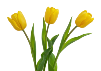 Three vibrant yellow tulips, fresh, green stems, elegant leaves, petals closed/slightly open, isolated on transparent background, copy space, concept of pristine spring freshness