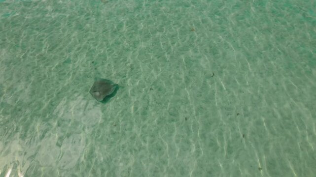 Single stingray glides over clear shallow tropical ocean water in Costa Rica
