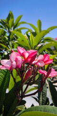 Close-up of blooming pink plumeria and frangipani flowers
