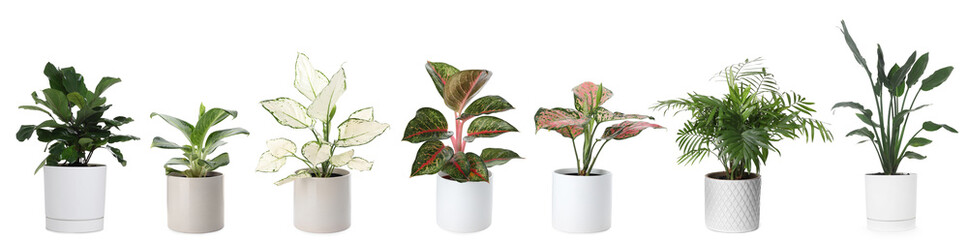 Lush green house plants in pots isolated on white, set